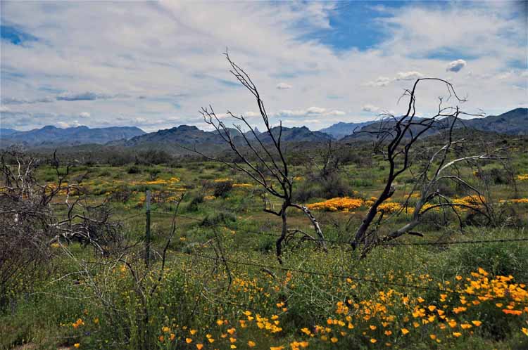 yellow wildflower fields